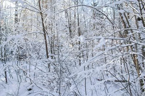 Snow is on the thin branches. Stock Photos