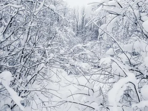 Snow on thin branches. 库存照片