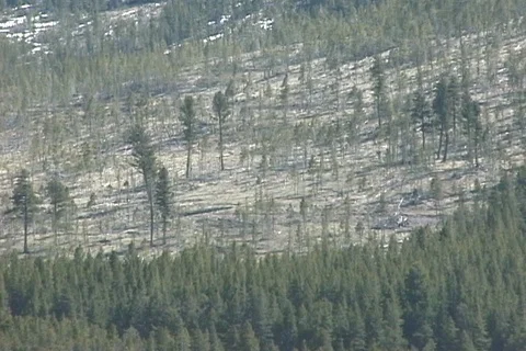 Snow on Thinned Forest in Montana Stock Footage 93523345