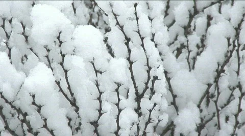 Snow thorns Stock Footage 351525
