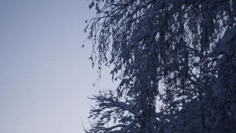 Snow three 스톡 사진