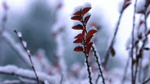 Snow on Tiny Red Leaves Stock Footage 44344365