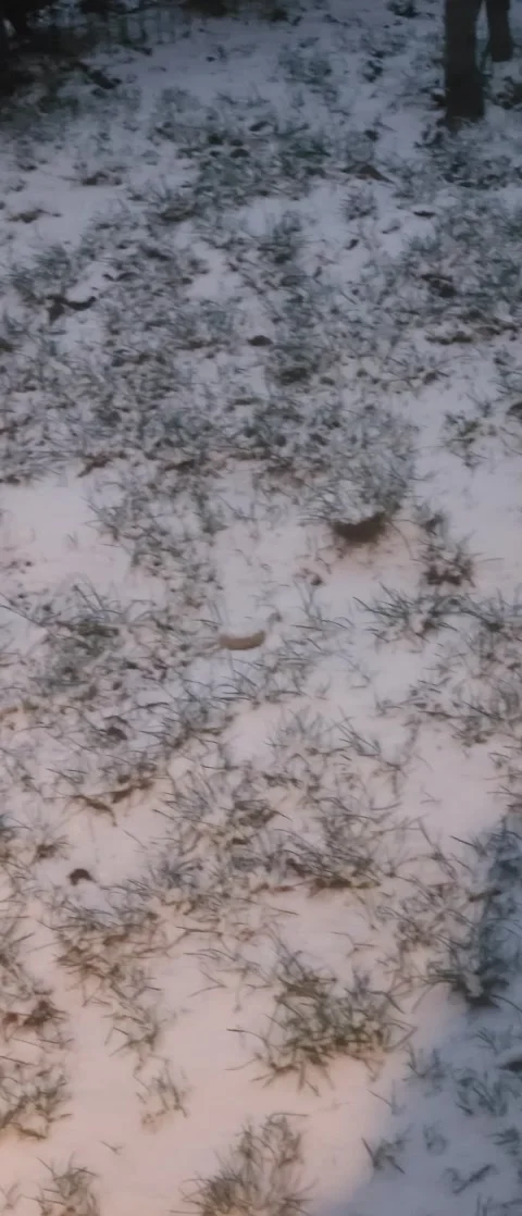 Snow on the top of the grass Stock-Footage 261105424