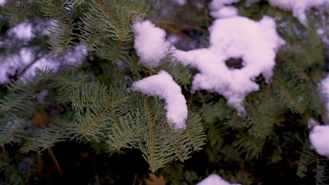 Snow on top of a pine leaf Stock-Footage 100862261