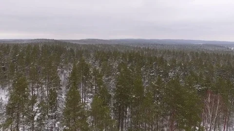 Snow on top of the trees, flying above the forest Stock Footage 69967859