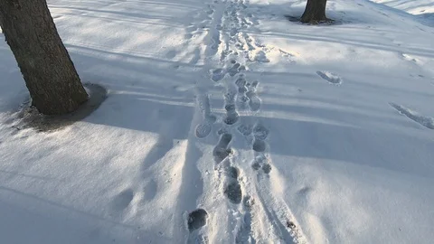 Snow traces of boots. Footpath in the forest Stock Footage 87727316