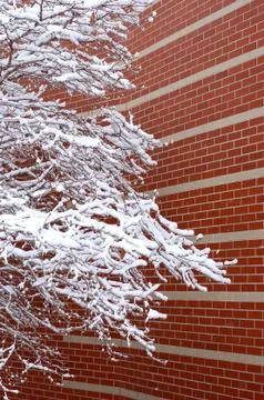 Snow on tree 01 Stock Photos