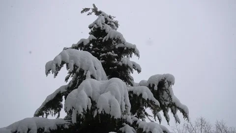 Snow on tree 60 fps slow motion shot Stock Footage 148431913