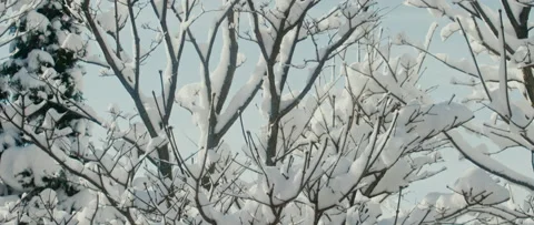 Snow on the tree, after snow storm, 4K Video stock 235484559