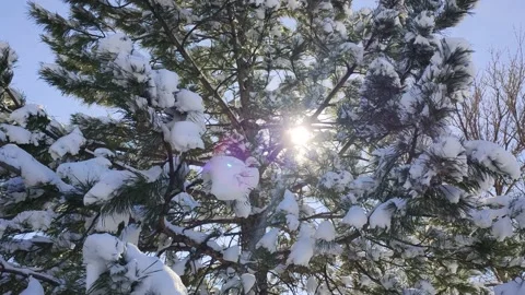 Snow on The Tree and Sun Light Winter Season Stock Footage 168197408