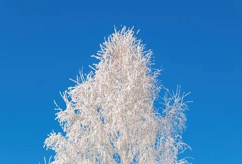 Snow Tree on the Background of a Blue Sky at Sunny Winter Day Stock Photos