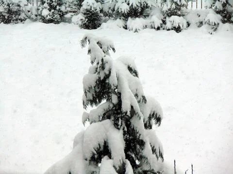 Snow on a tree in Baia Mare 스톡 사진