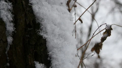 Snow on the Tree Bark Video stock 46479818