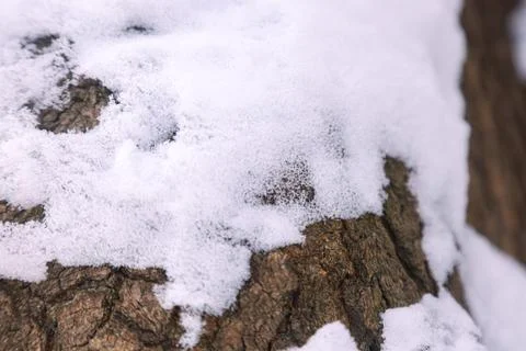 Snow on tree bark texture 스톡 사진