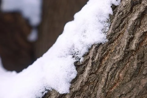 Snow on tree bark texture in winter Stock Photos