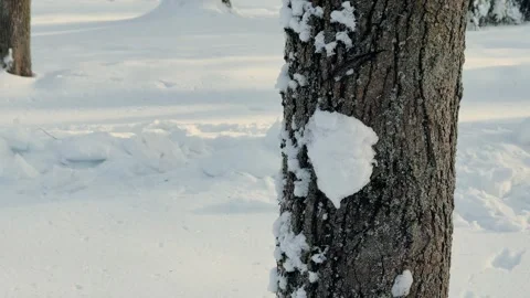 Snow on tree bark, winter view 库存影片 329249926