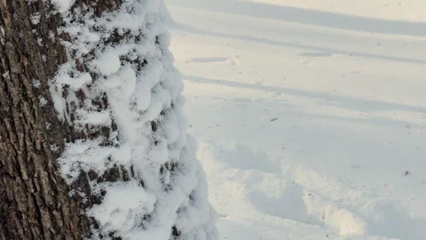 Snow on tree bark, winter view Video stock 329249967