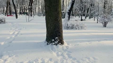 Snow on tree bark, winter view Stock Footage 329250066