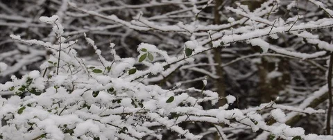 Snow Tree Birds chirping sound Stock Footage