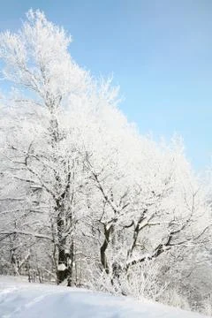 Snow tree on blue sky background Stock Photos