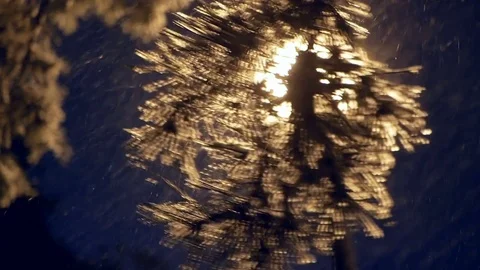 Snow tree branch falling Stock Footage 83455575