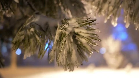 Snow tree branch falling 스톡 동영상 83455773