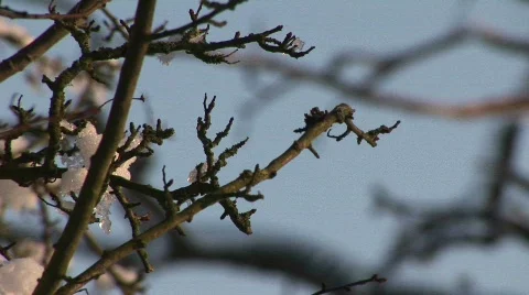 Snow on tree branch Stock Footage 815935
