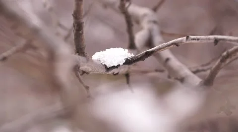 Snow on a tree branch Stock Footage 60956698