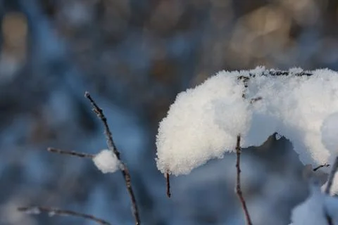 Snow on a tree branch Stock Photos