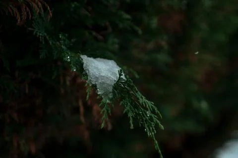 Snow on tree branch Stock Photos