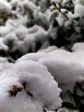 Snow on tree branch Stock Photos