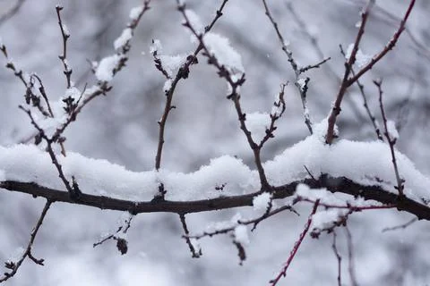 Snow on the tree branch Stock Photos