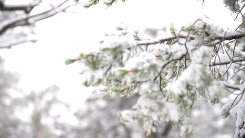 Snow on Tree Branch Rack Focus Video stock 126361924