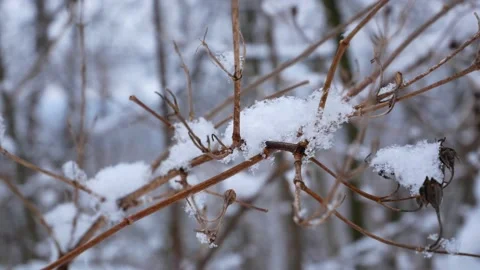 Snow on a tree branch in winter Stock Footage 197350646
