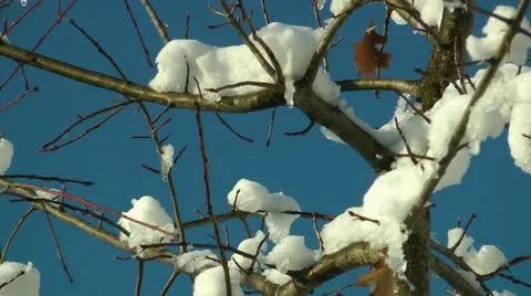 Snow on tree branches closeup Stock Footage 11017055