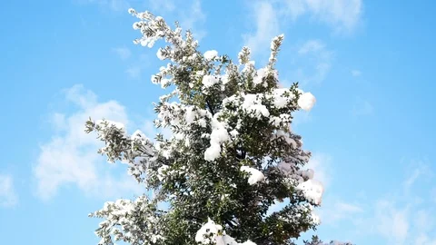 Snow on tree branches closeup Stock Footage 88259550