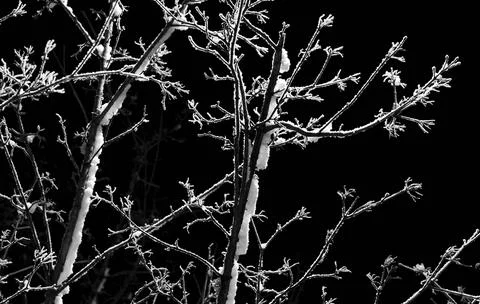 Snow on tree branches in the dark Stock Photos