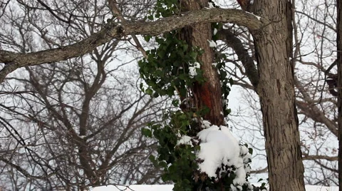 Snow on Tree Branches Stock Footage 912626