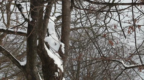 Snow on Tree Branches Stock-Footage 912641