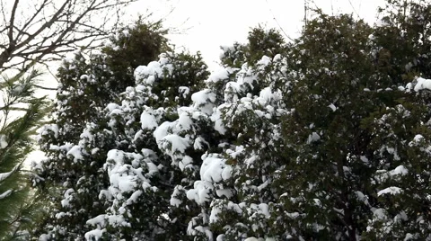 Snow on Tree Branches 스톡 동영상 912663