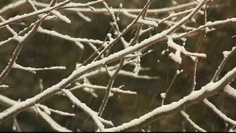 Snow on tree branches Stock Footage 11123174