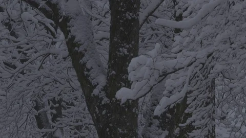 Snow on tree branches 動画素材 87478268