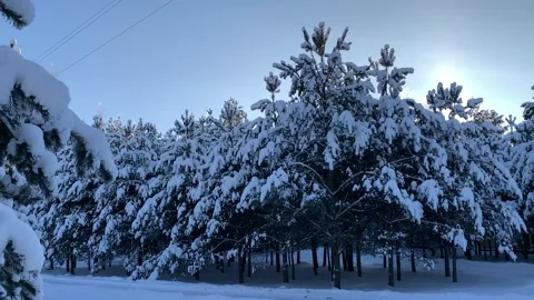 Snow on tree branches Video stock 172099337