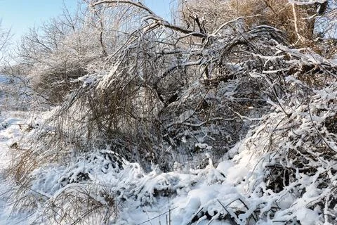 Snow on tree branches in a forest in early winter Stock Photos