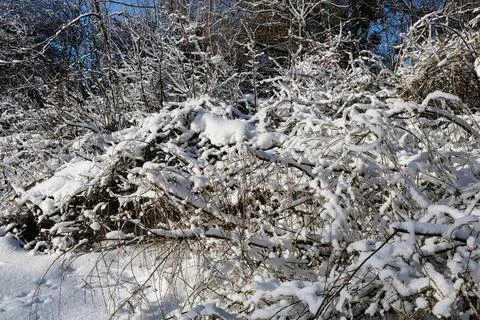 Snow on tree branches in a forest in early winter Stock Photos