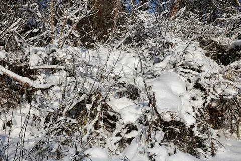 Snow on tree branches in a forest in early winter Stock Photos