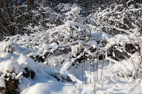 Snow on tree branches in a forest in early winter Stock Photos