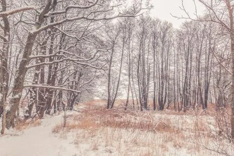 Snow on tree branches in the forest Stock Photos