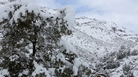 Snow on tree branches on hill Stock Footage 77052264