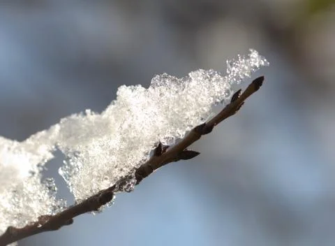Snow on tree branches. macro Stock Photos
